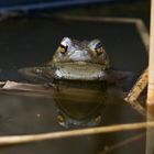 Frosch sagt gutes Wetter.