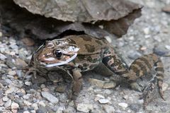 Frosch schaut aus dem Wasser