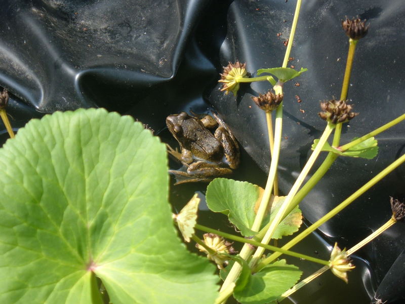 Frosch schaut vorbei