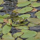 Frosch - Schlosspark Lembeck