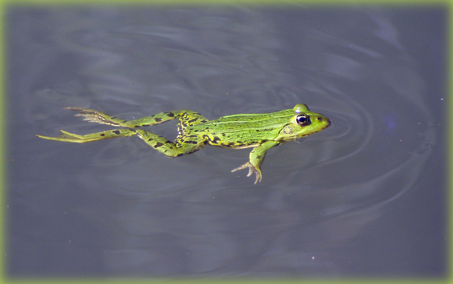 Frosch schwimmt