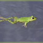 Frosch schwimmt