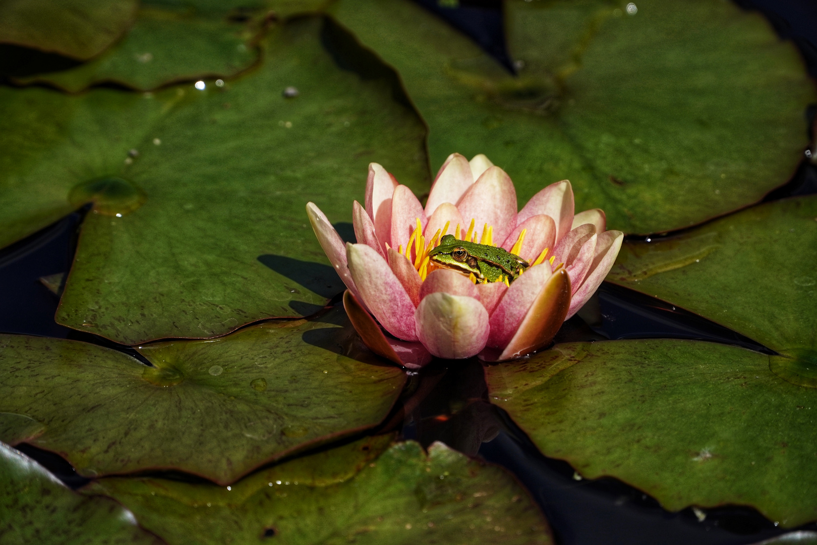 Frosch & Seerose