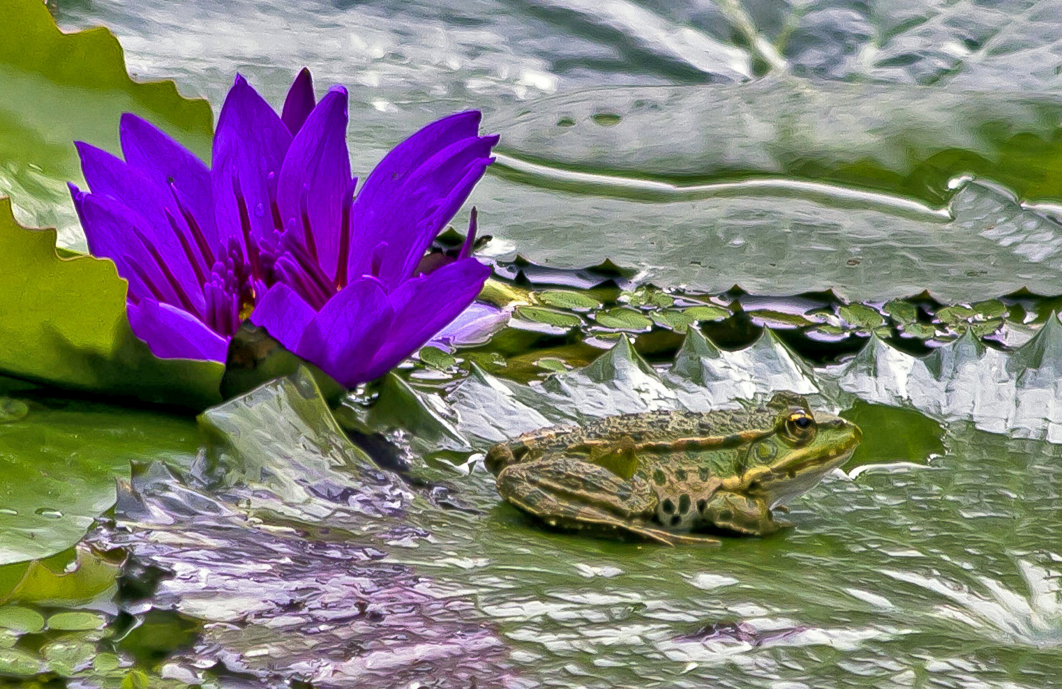 Frosch-Seerose oder...