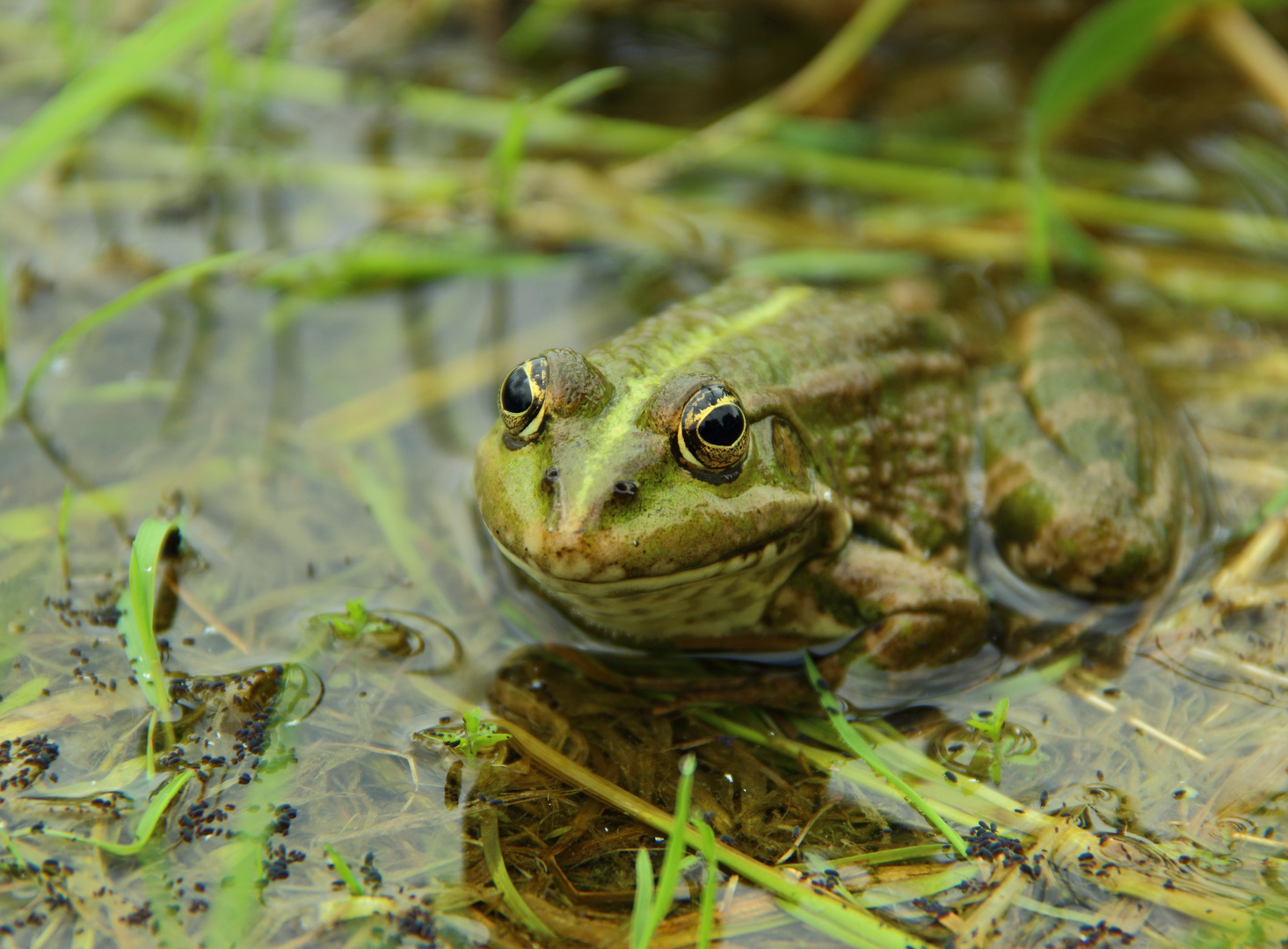 Frosch - Shooting am See :)