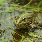 Frosch - Shooting am See :)