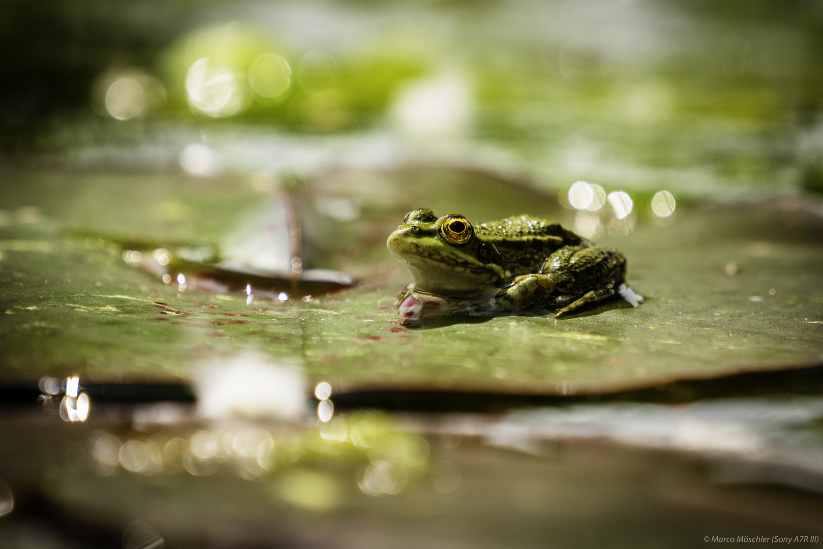 Frosch-Shooting am Weiher