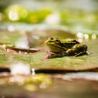 Frosch-Shooting am Weiher