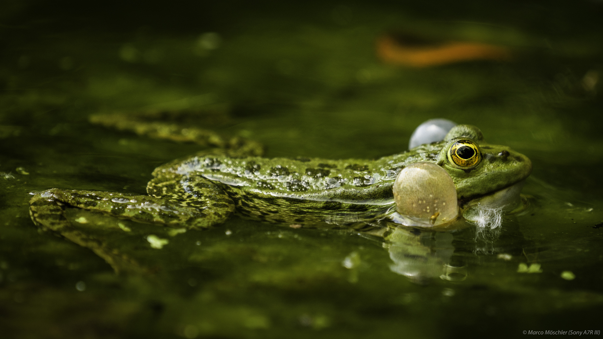 Frosch-Shooting am Weiher