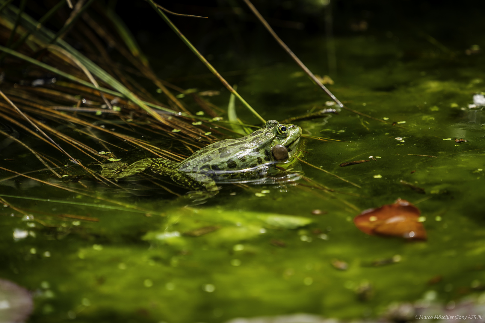 Frosch-Shooting am Weiher