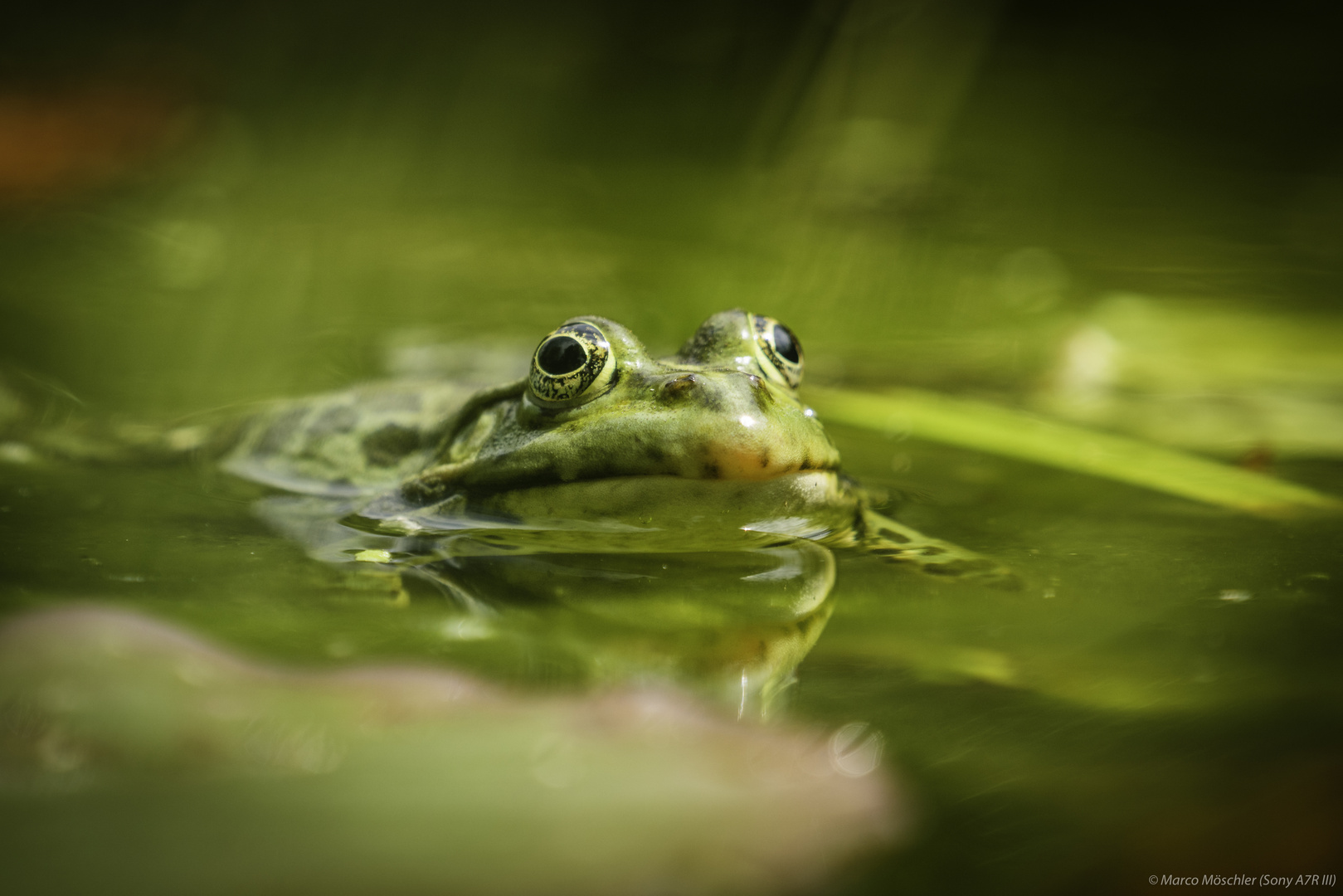 Frosch-Shooting am Weiher