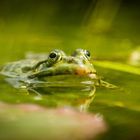 Frosch-Shooting am Weiher