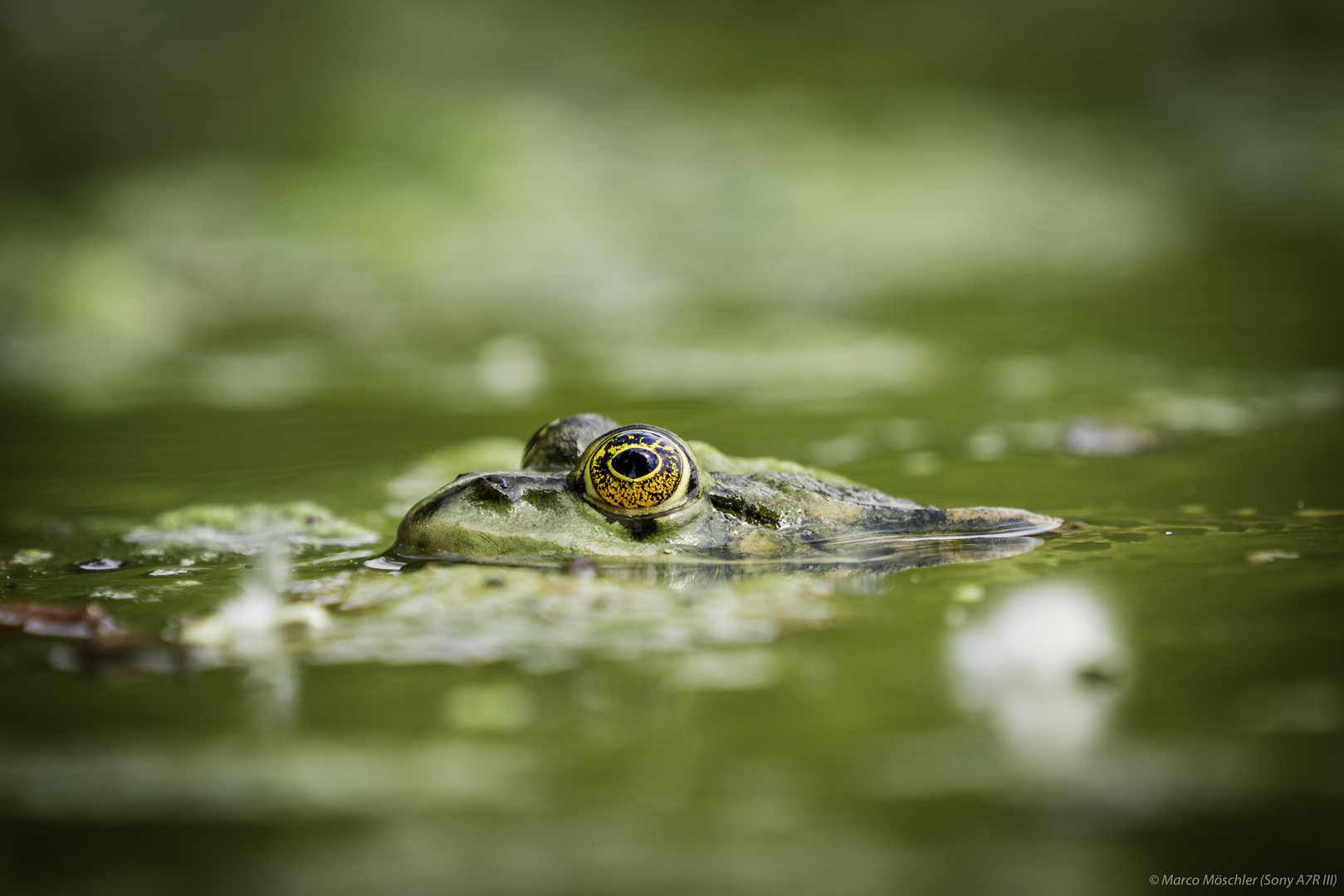 Frosch-Shooting am Weiher