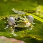 Frosch-Shooting am Weiher