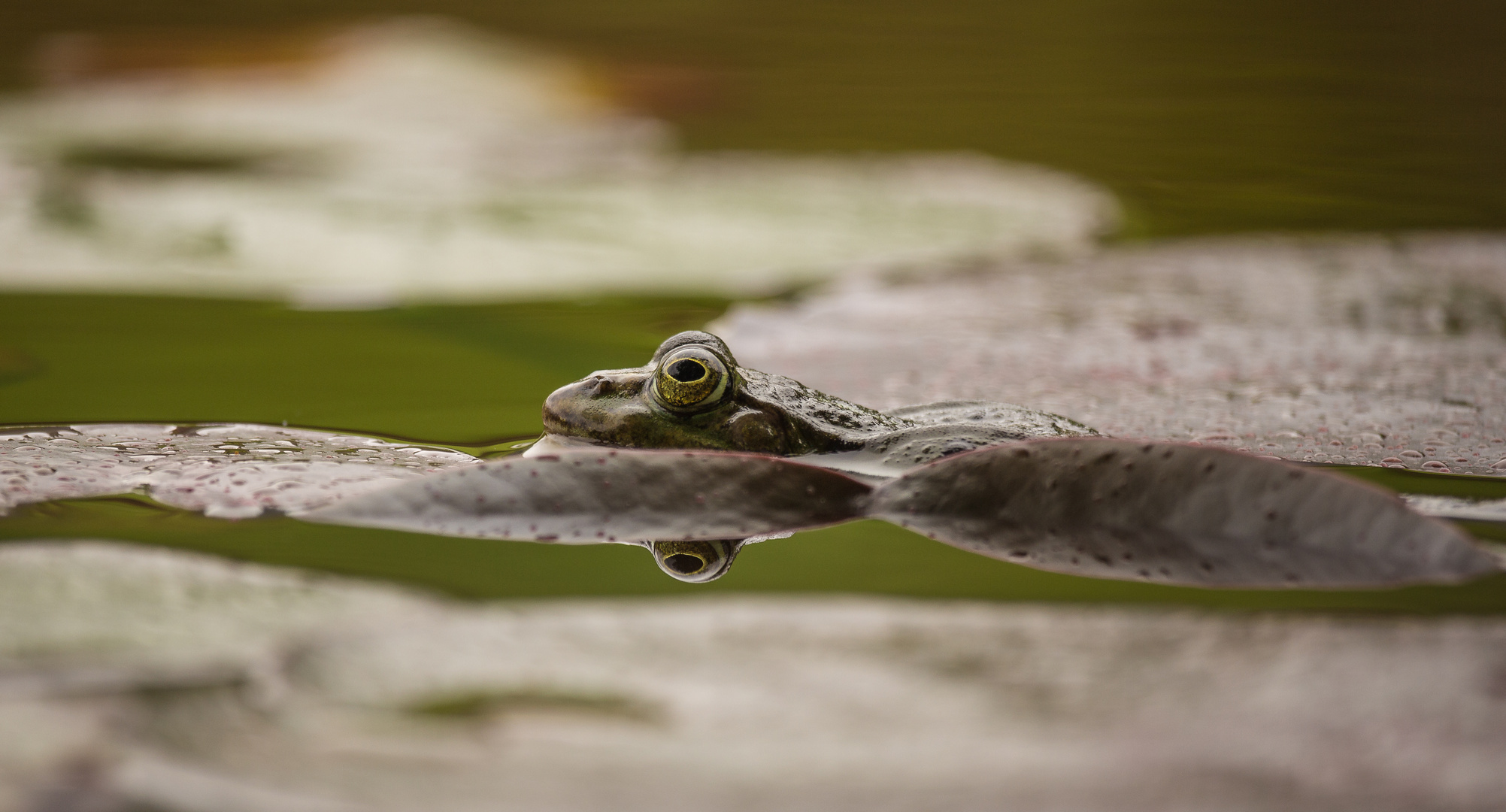 Frosch sieht mehr...