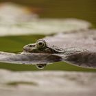 Frosch sieht mehr...