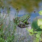 Frosch sitzt auf Ente