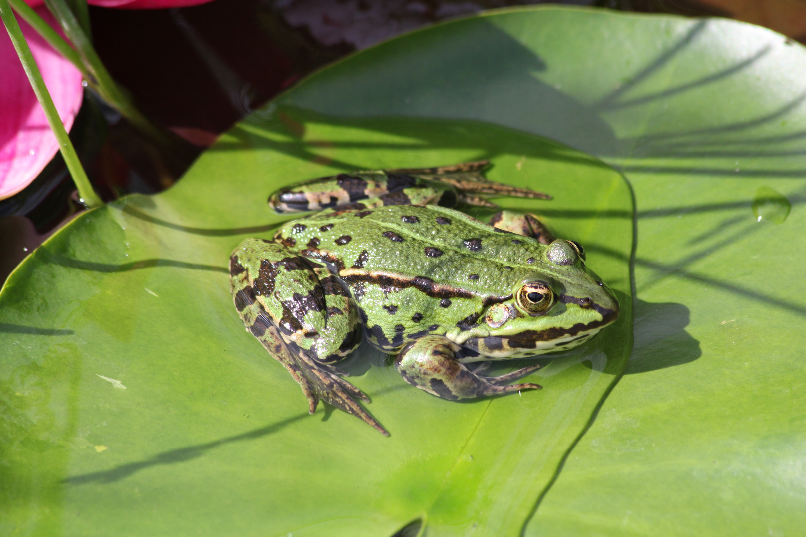 Frosch sonnt sich auf Seerosenblatt