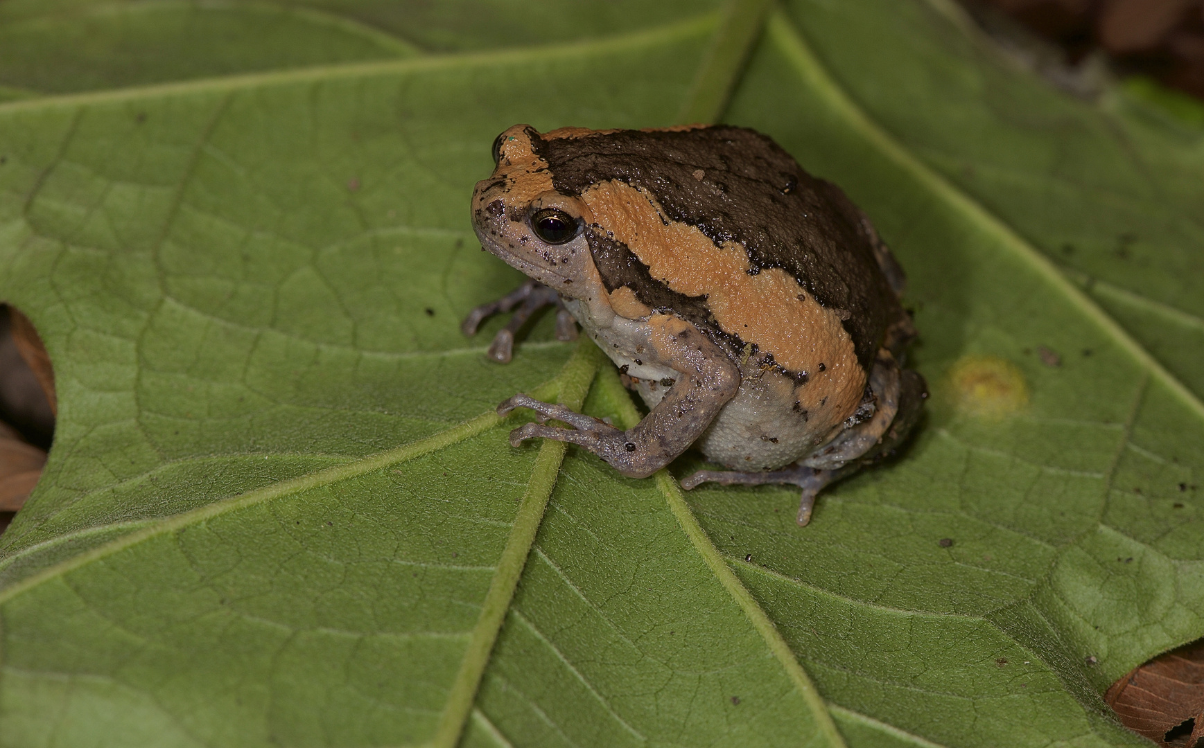 Frosch sp. aus dem Tropischen Regenwald von Thailand