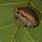 Frosch sp. aus dem Tropischen Regenwald von Thailand