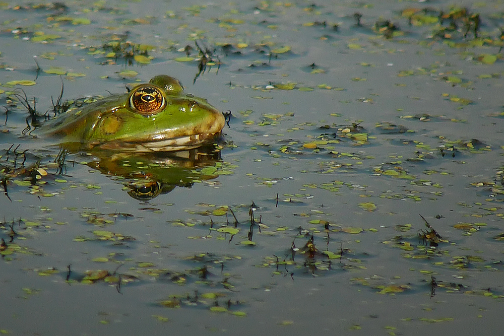 Frosch-Spannen