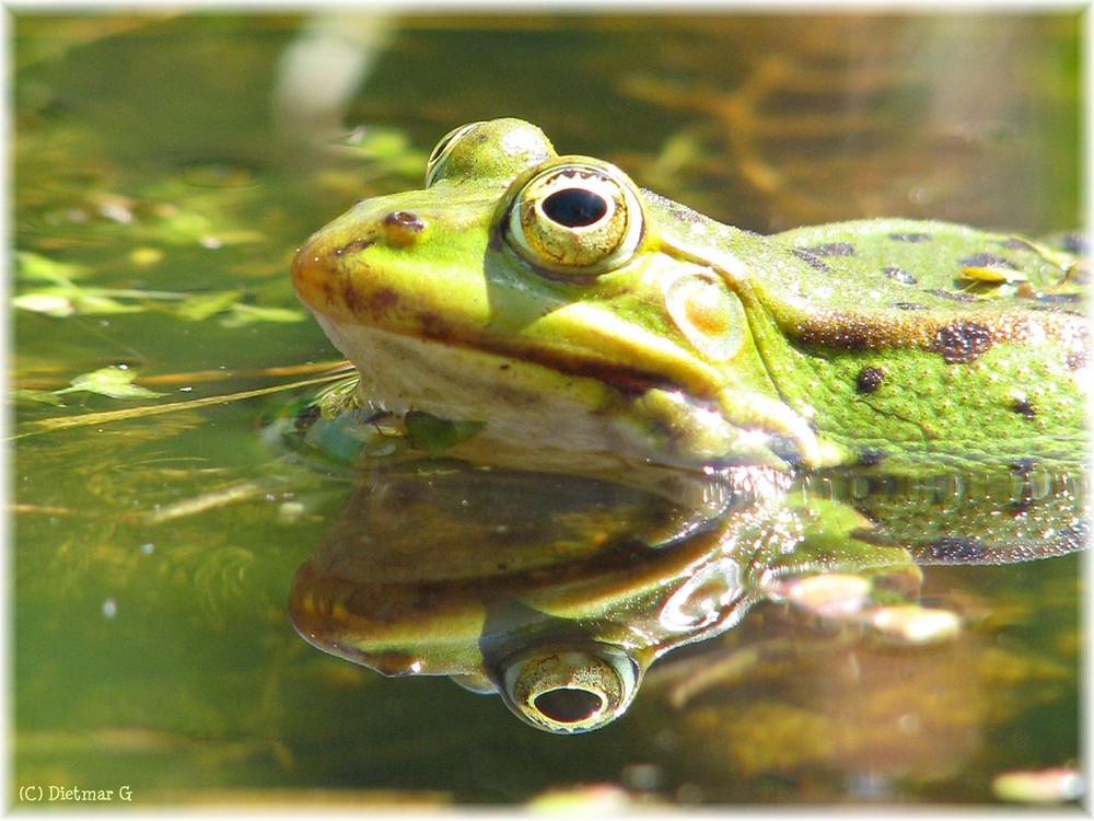 Frosch    -    Spiegel-Eye