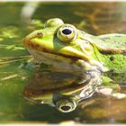 Frosch    -    Spiegel-Eye