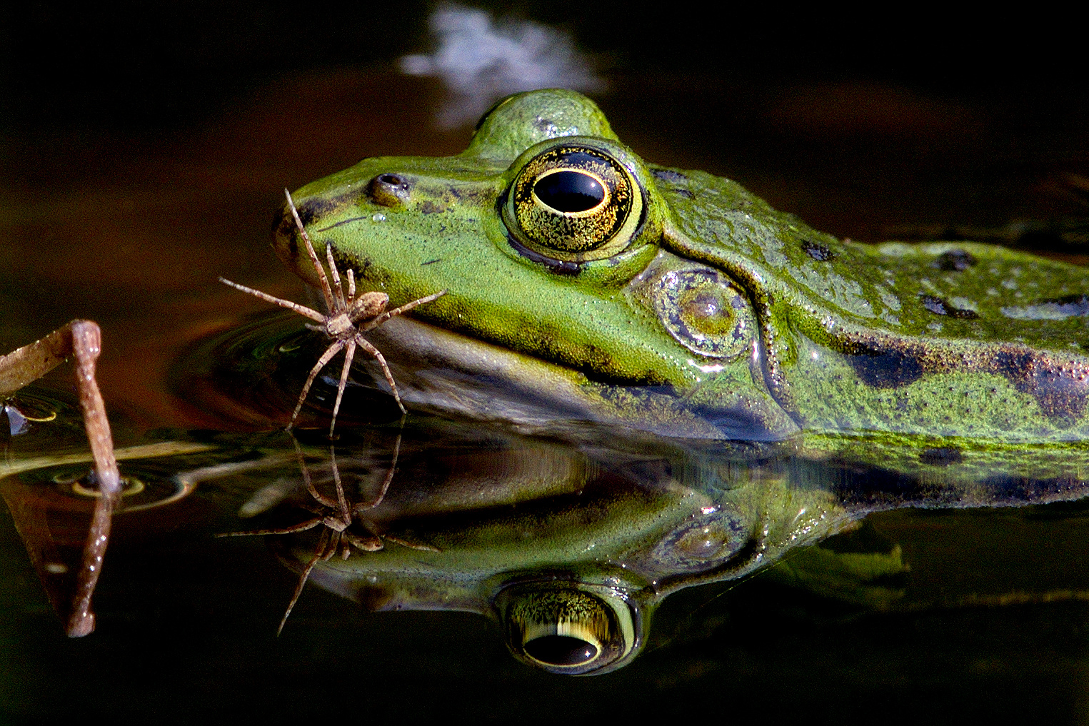 Frosch & Spinne