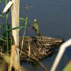 Frosch springt nach Libellenpäärchen