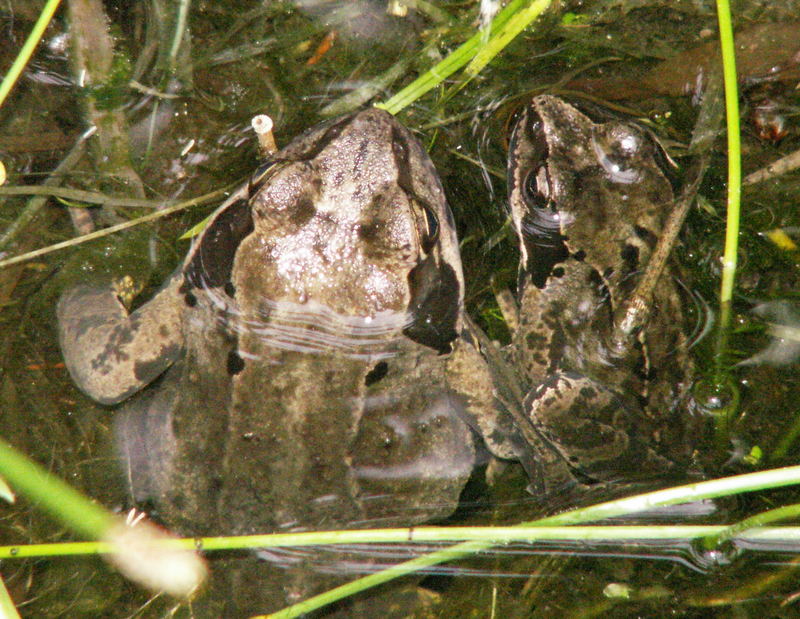 FROSCH-TALK