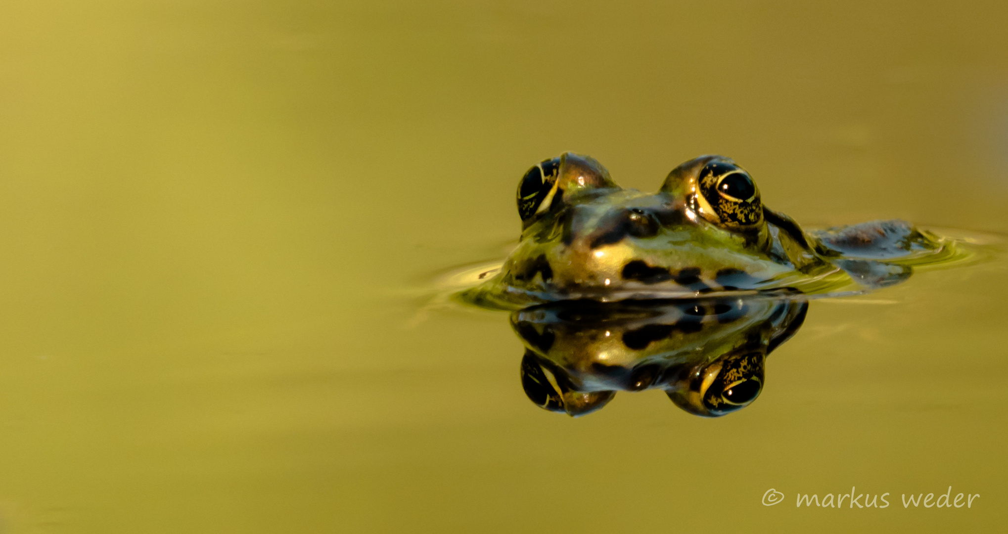 Frosch Tatralogie 1