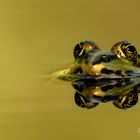 Frosch Tatralogie 1