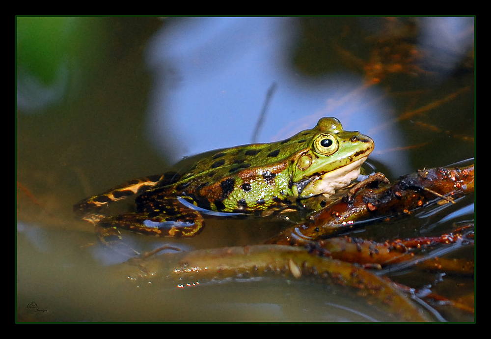 Frosch TG Weilburg