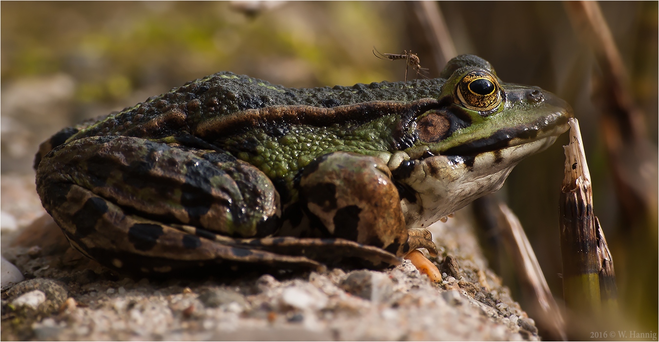 Frosch trifft Mücke :-)