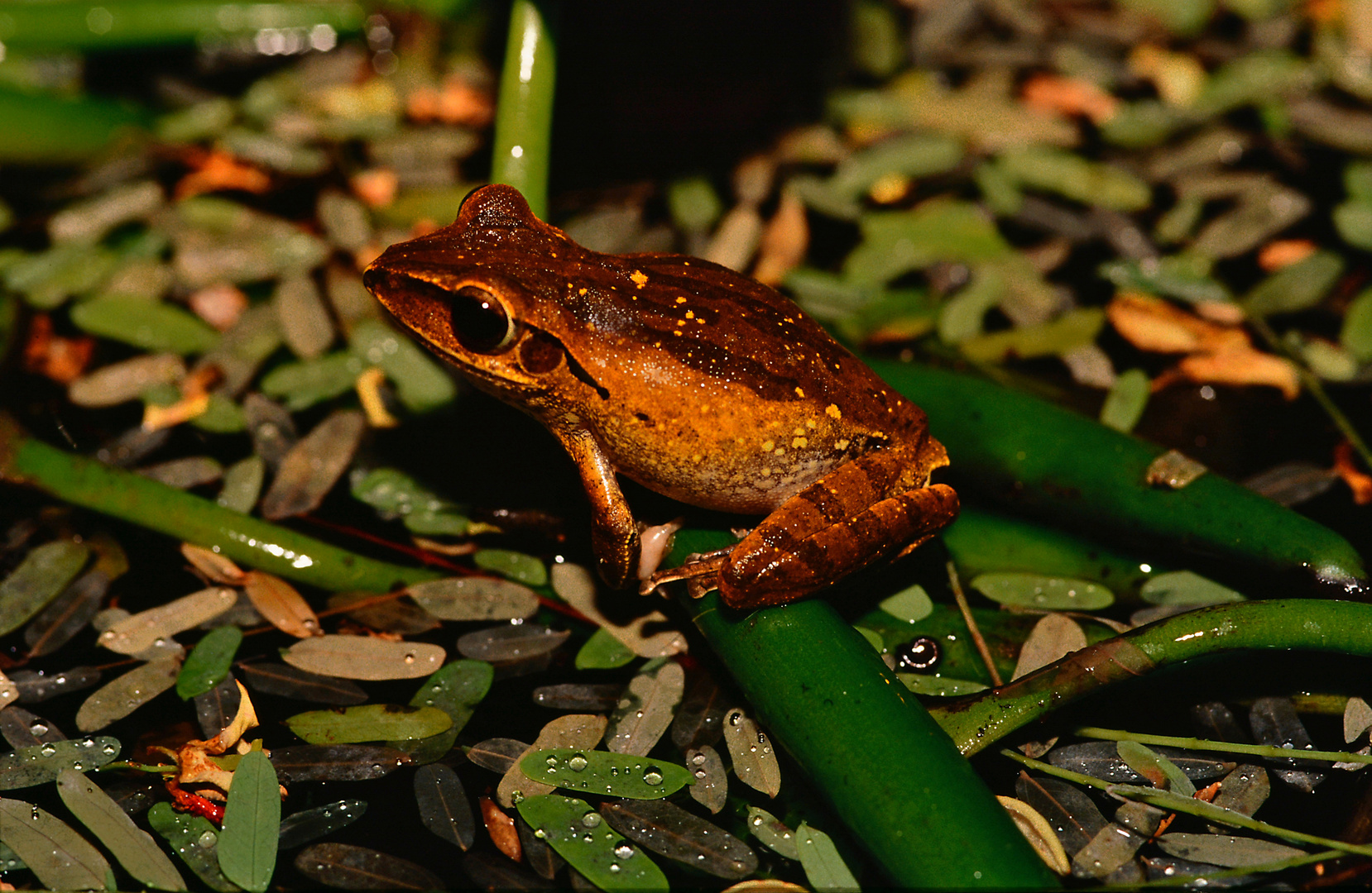 Frosch über dem Wasser