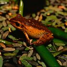 Frosch über dem Wasser