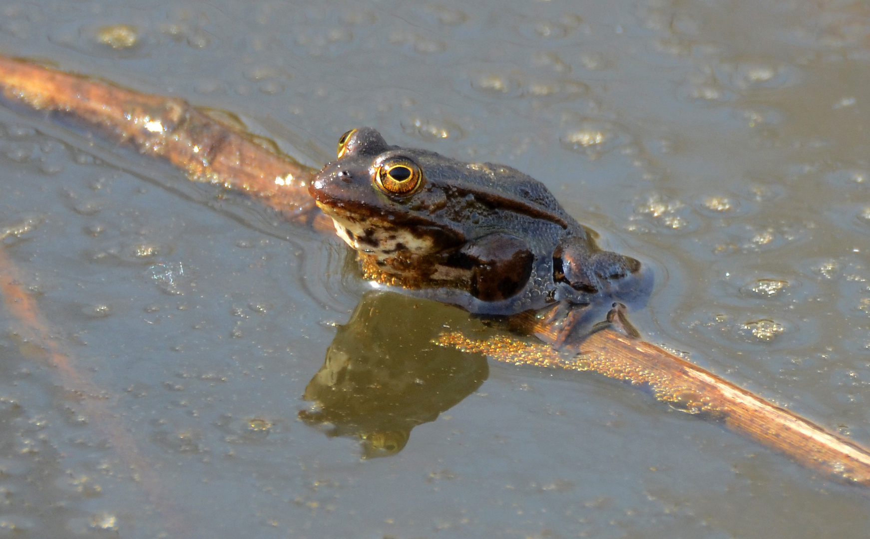 Frosch über'm Wasser