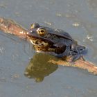 Frosch über'm Wasser