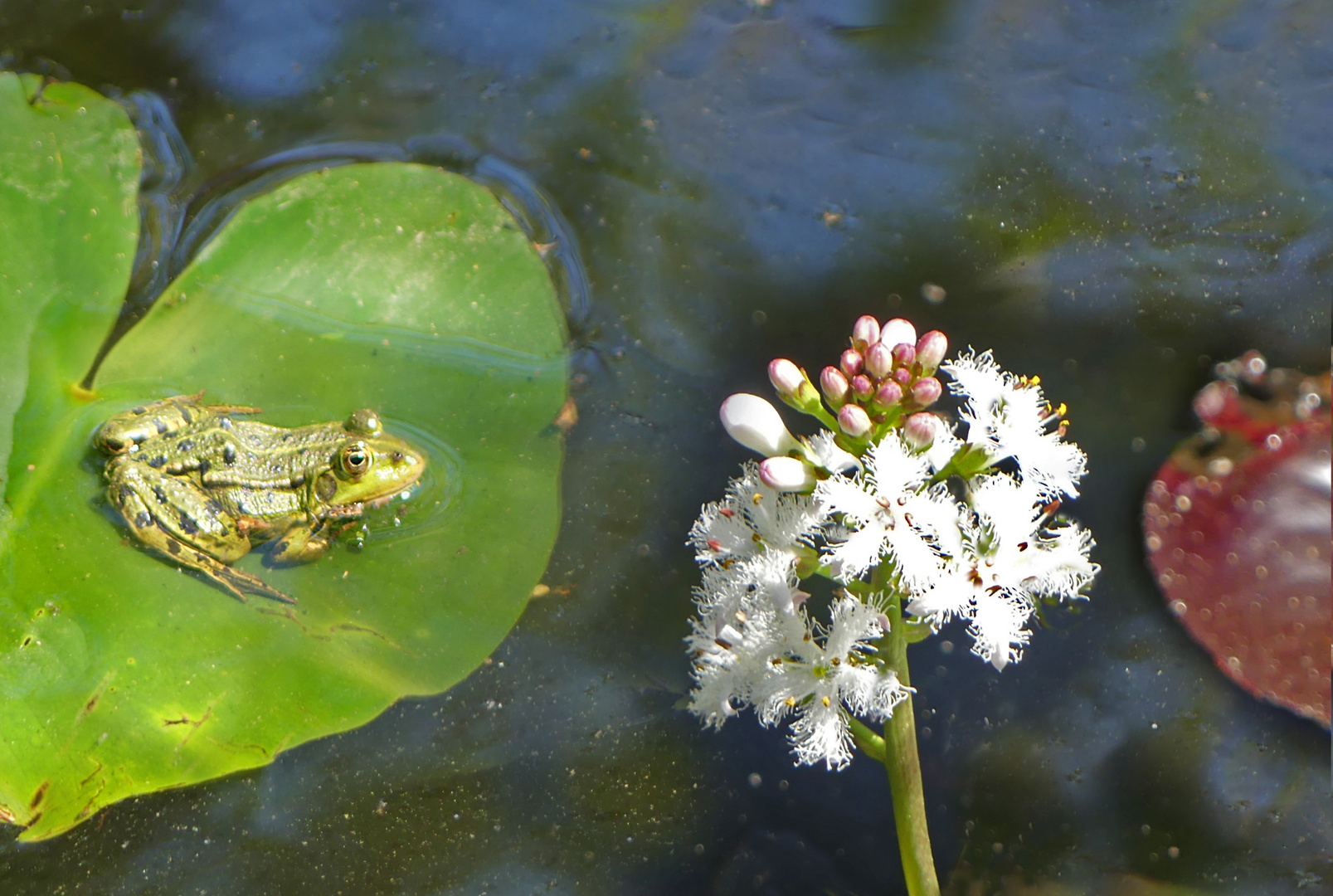 Frosch und Fieberklee