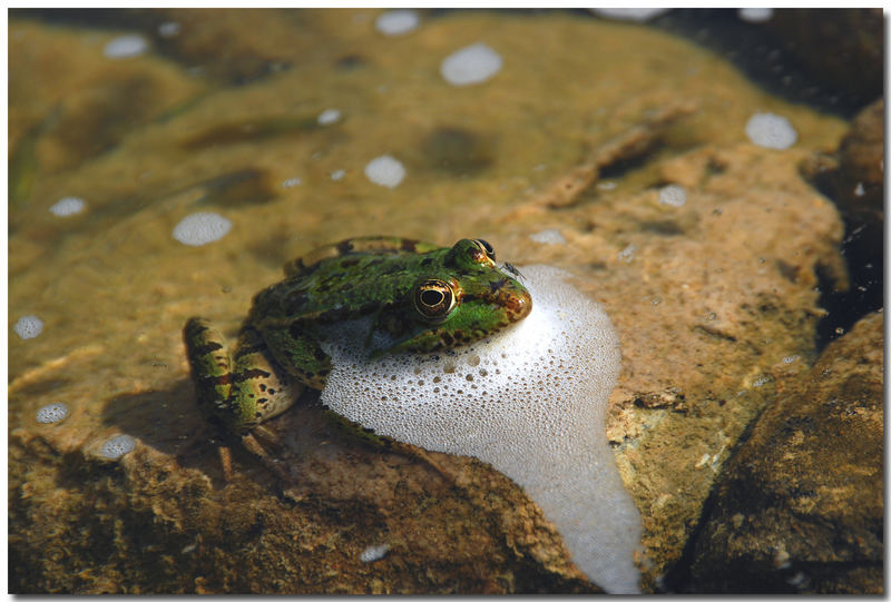 Frosch und Fliege