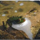 Frosch und Fliege