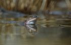 frosch und fliege von Ernst (aschi)Lauener 