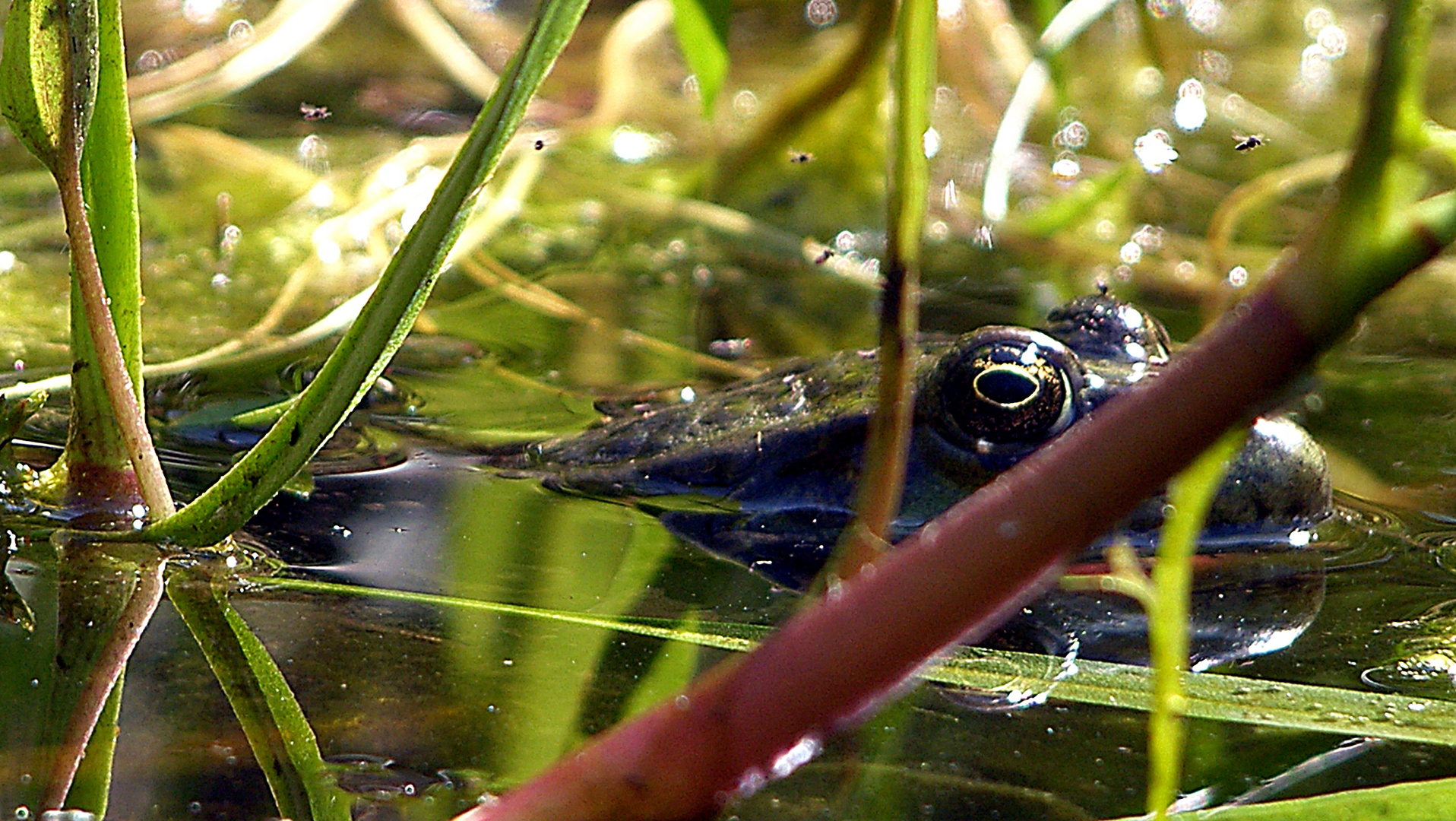 Frosch und Fliegen