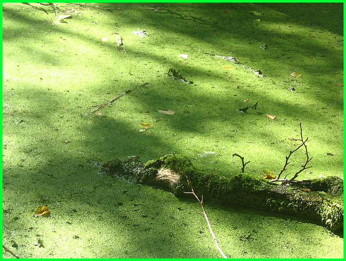 Frosch und Fröschin / Alles im grünen Bereich !