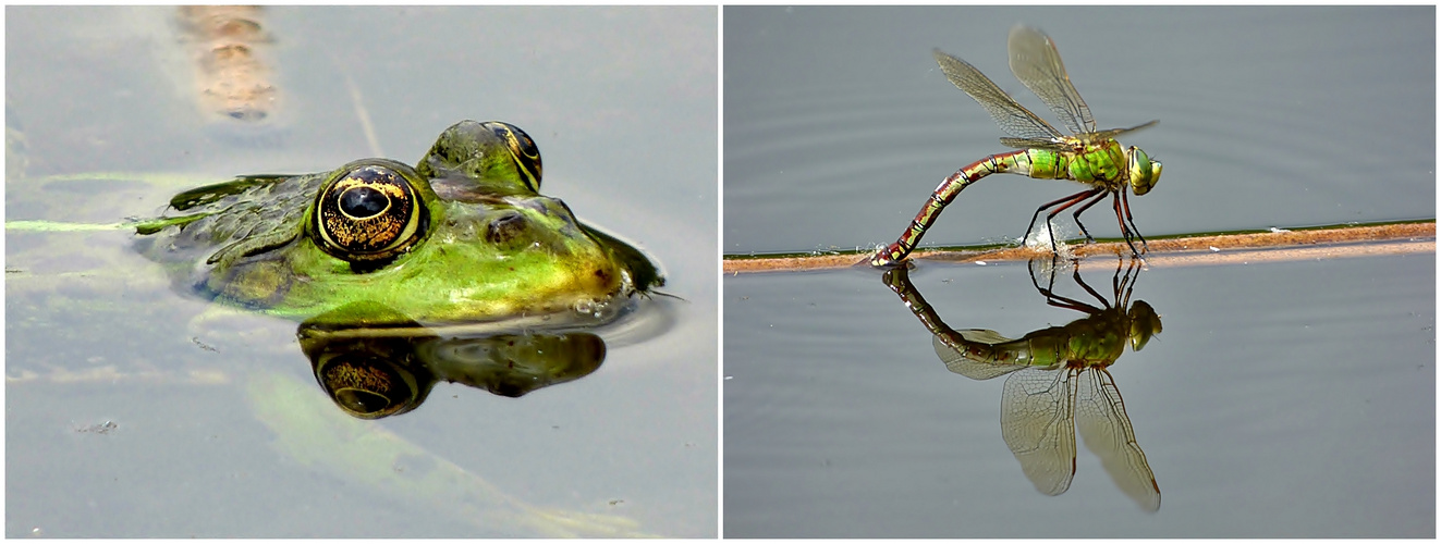 Frosch und Libelle.