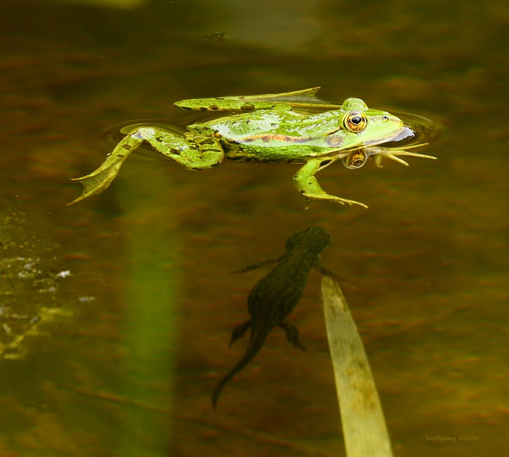 Frosch und Lurch