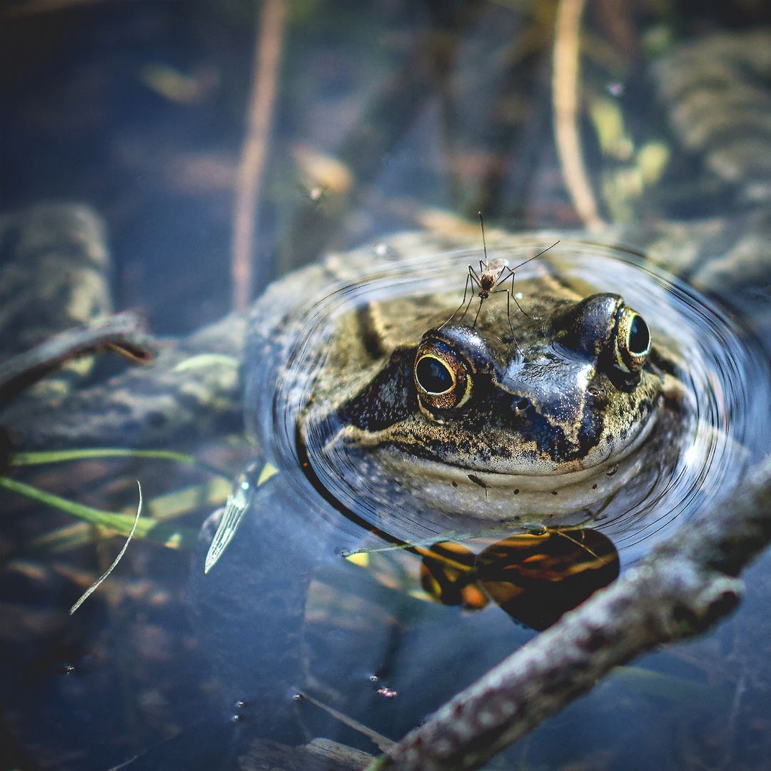 Frosch und Mücke