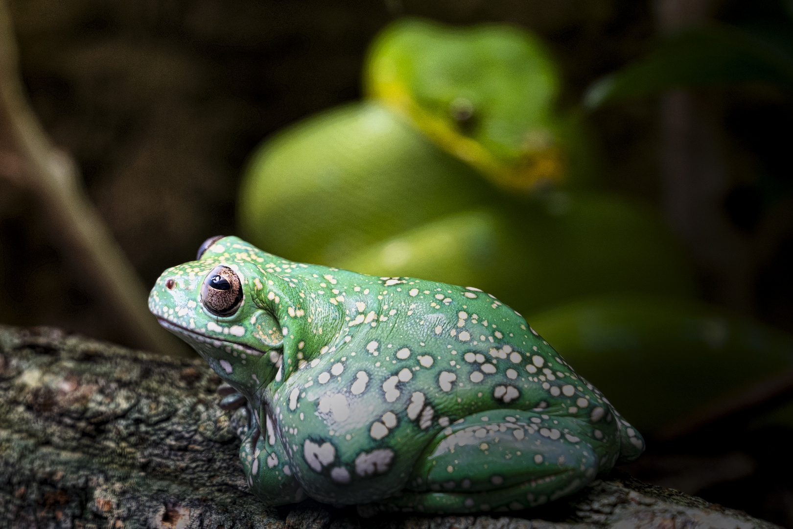 Frosch und Schlange