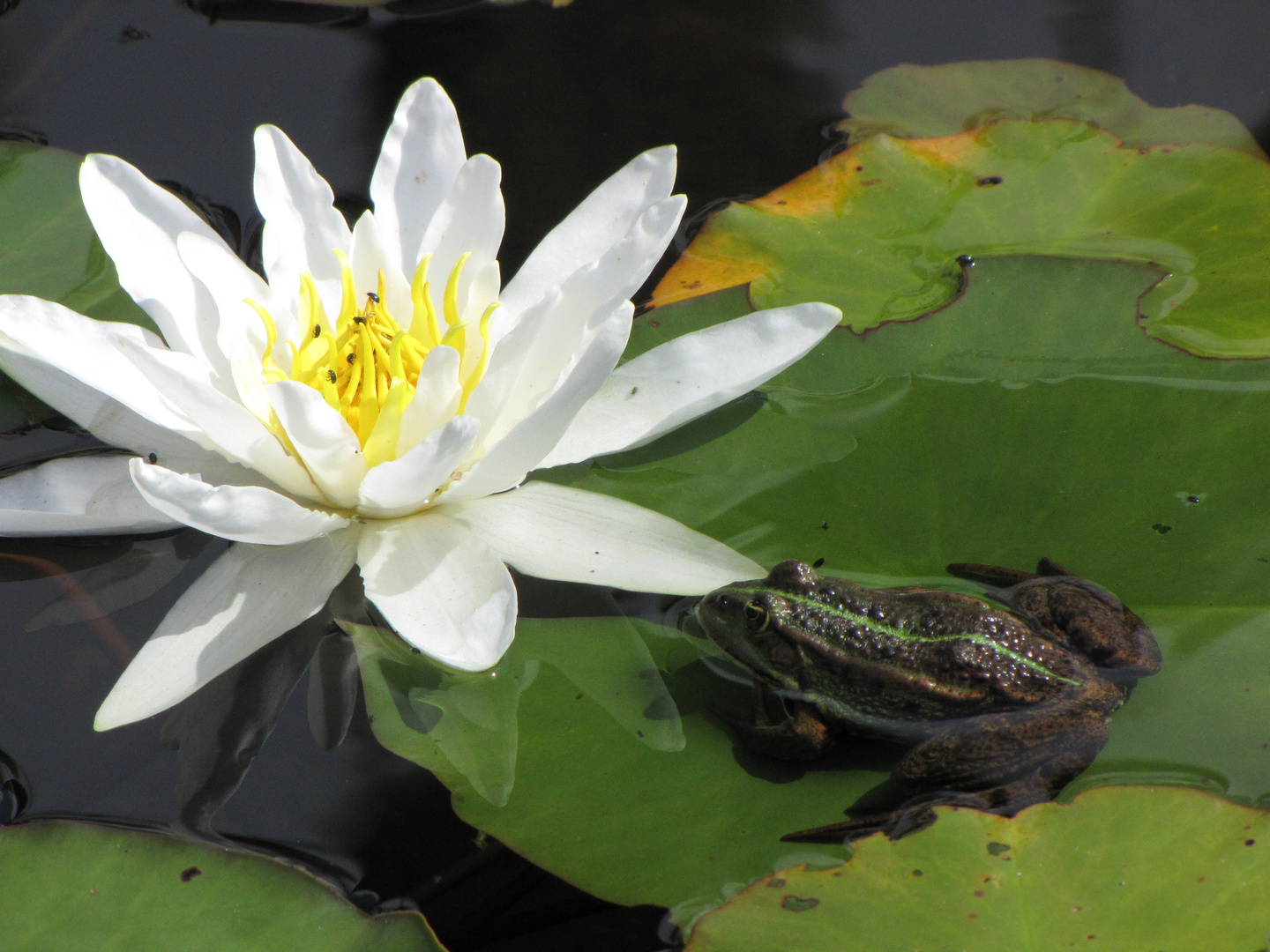 Frosch und Seerose