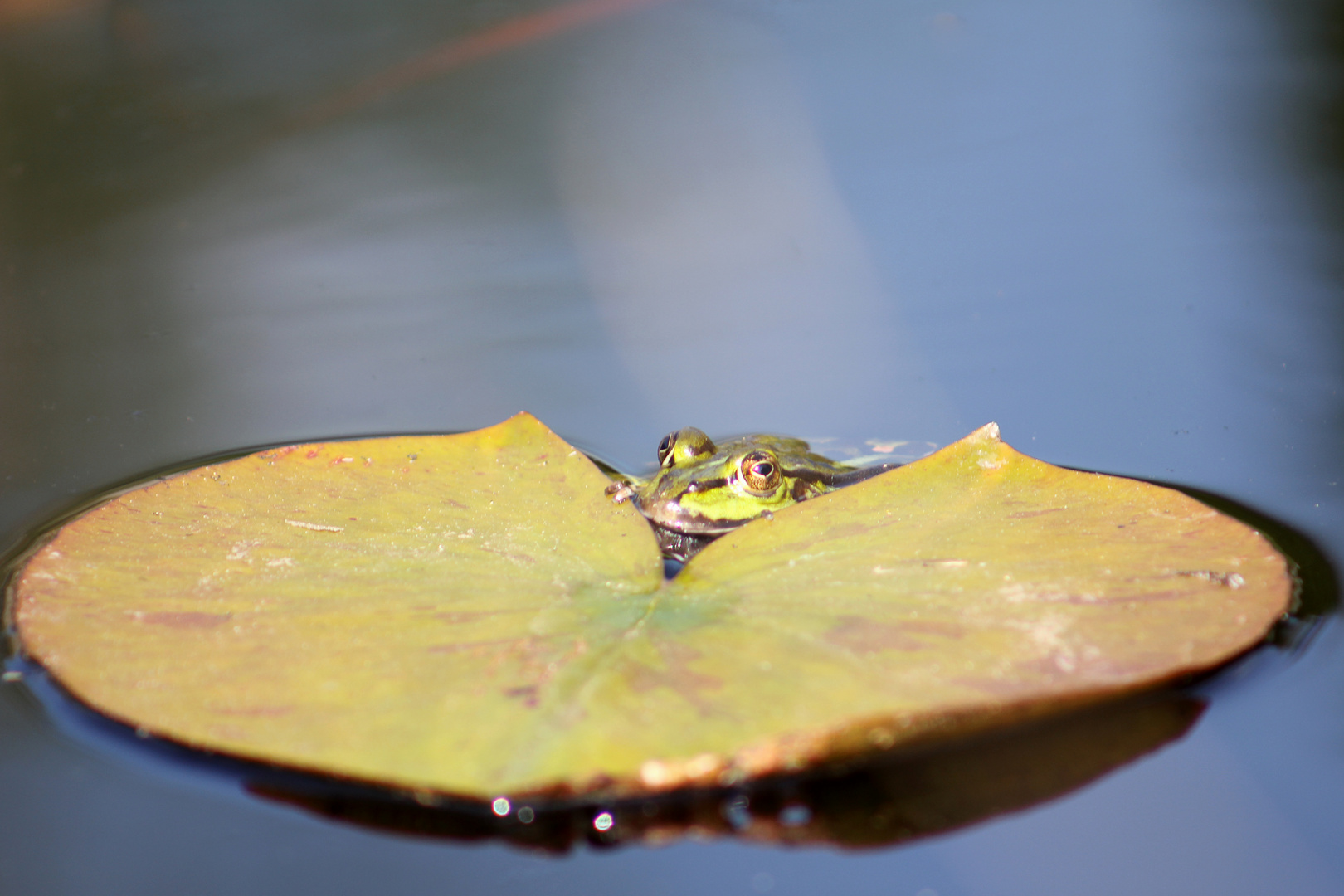 Frosch und Seerose